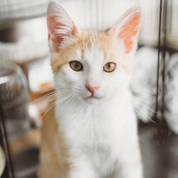 Vesuvius Jessup -  Domestic Short Hair Cat for Adoption in Eagle Mountain, Utah - Vesuvius Jessup | PetCurious
