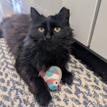 Rescue Domestic Long Hair Cats for Adoption in Reisterstown, Maryland - Matilda (Tilly) | PetCurious