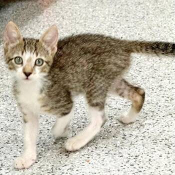 Beau -  Domestic Short Hair Cat for Adoption in Bulverde, Texas - Beau | PetCurious
