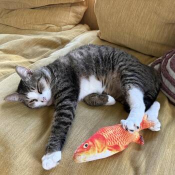 Burger King -  Domestic Short Hair Cat for Adoption in Pearland, Texas - Burger King | PetCurious