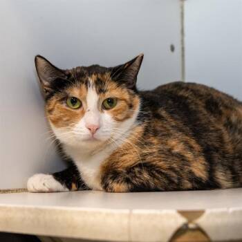 Domestic Short Hair Cats Available for Adoption in Methuen, Massachusetts - PATCHES | PetCurious