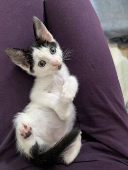 Ruby -  Domestic Short Hair Cat for Adoption in Trenton, New Jersey - Ruby | PetCurious