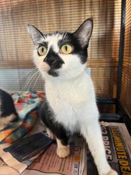 Domestic Short Hair Cats Available for Adoption in Peru, New York - Kiki | PetCurious