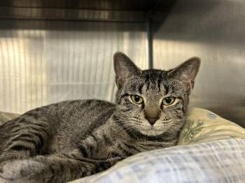 Domestic Short Hair Cats Available for Adoption in Sudbury, Massachusetts - Kittyma | PetCurious
