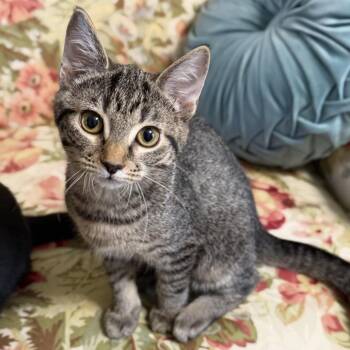 Briar -  Domestic Short Hair Cat for Adoption in Medina, Ohio - Briar | PetCurious
