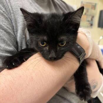 Finnegan -  Domestic Short Hair Cat for Adoption in Asheville, North Carolina - Finnegan | PetCurious