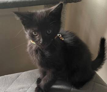 Yoda -  Domestic Short Hair Cat for Adoption in Maple Valley, Washington - Yoda | PetCurious