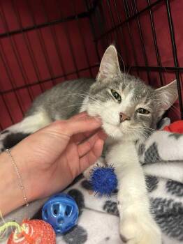 Rescue Domestic Short Hair and Tiger Cats for Adoption - Grayboyz | PetCurious
