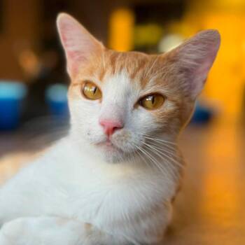 Golden Kiwi -  Domestic Short Hair Cat for Adoption in Tucson, Arizona - Golden Kiwi | PetCurious