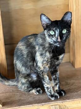 Sweet Tortie -  Tortoiseshell Cat for Adoption in Homestead, Florida - Sweet Tortie | PetCurious
