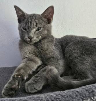 Rescue Domestic Short Hair Cats for Adoption in Roxbury Township, New Jersey - Sammy | PetCurious