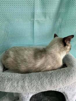 Emma -  Siamese Cat for Adoption in New Bedford, Massachusetts - Emma | PetCurious