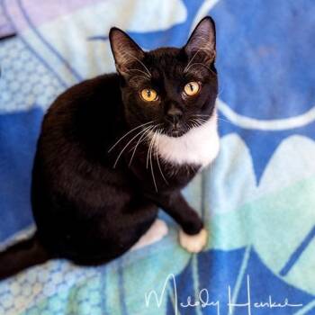 American Shorthair Cats Available for Adoption in Brockton, Massachusetts - Pickles | PetCurious
