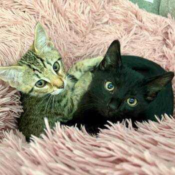 Sprinkle -  Domestic Short Hair Cat for Adoption in Durham, North Carolina - Sprinkle | PetCurious