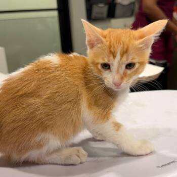 Audrey -  Domestic Short Hair Cat for Adoption in Tampa, Florida - Audrey | PetCurious