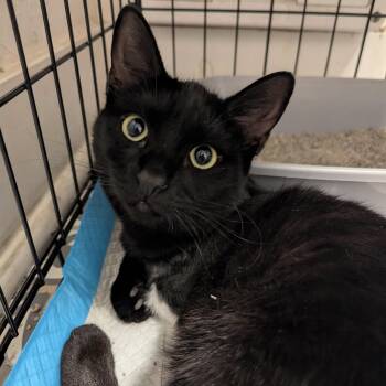 Nori -  Domestic Short Hair Cat for Adoption in Huntington Beach, California - Nori | PetCurious