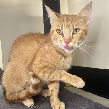 Domestic Short Hair Cats Available for Adoption in La Grange, Kentucky - Creamsicle | PetCurious