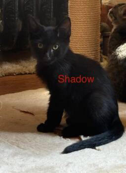Rescue Domestic Short Hair Cats for Adoption in Manhattan, Kansas - Shadow | PetCurious