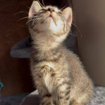 Grape -  Domestic Short Hair Cat for Adoption - Grape | PetCurious
