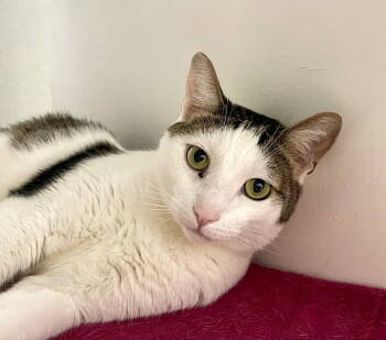 Rescue Domestic Short Hair and Tabby Cats for Adoption in Oakland, California - Graham (bonded With Marshmallow) | PetCurious