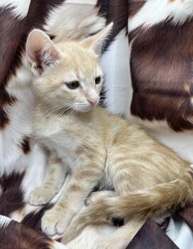 Domestic Short Hair and Tabby Cats Available for Adoption in San Diego, California - Kwanga | PetCurious