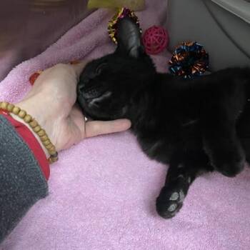 Domestic Short Hair Cats Available for Adoption - Funfetti | PetCurious