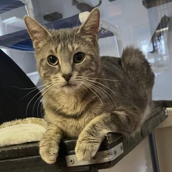 Domestic Short Hair Cats Available for Adoption in Brockport, New York - Mistie | PetCurious