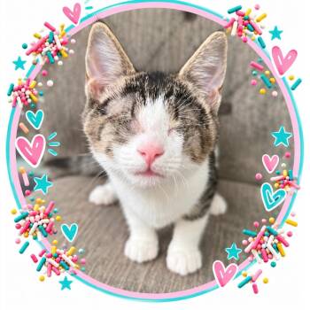Sprinkle -  Tabby and Domestic Short Hair Cat for Adoption in Morgan Hill, California - Sprinkle | PetCurious