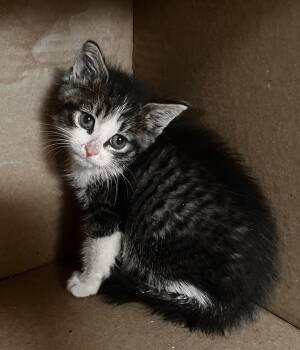 Domestic Short Hair Cats Available for Adoption in Fruit Heights, Utah - Tinny | PetCurious