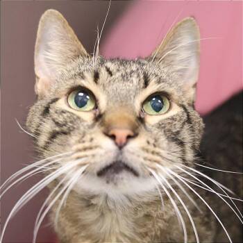 Biscotti -  Domestic Short Hair Cat for Adoption in Philadelphia, Pennsylvania - Biscotti | PetCurious