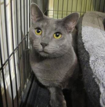 Sammie -  Domestic Short Hair Cat for Adoption in Richmond, Virginia - Sammie | PetCurious