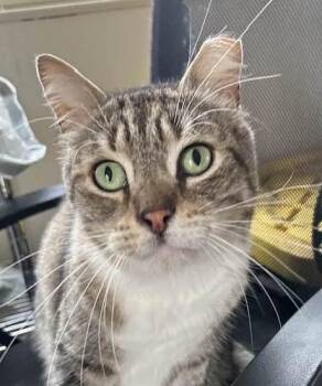 Rescue Domestic Short Hair Cats for Adoption in Vacaville, California - MAXWELL | PetCurious