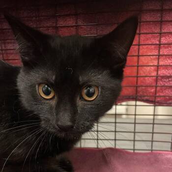 Mimi -  Domestic Short Hair Cat for Adoption in Chicago, Illinois - Mimi | PetCurious