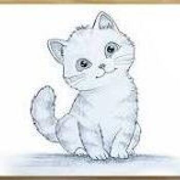 Domestic Short Hair Cats Available for Adoption - Harry | PetCurious