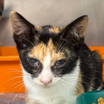 Steph -  Domestic Short Hair Cat for Adoption in Jacksonville, Arkansas - Steph | PetCurious