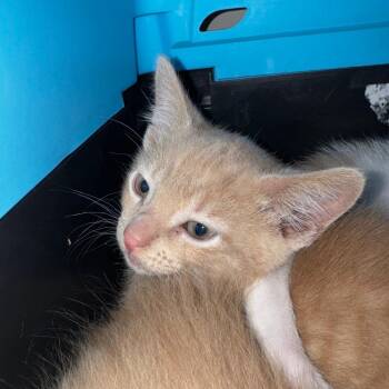 Domestic Long Hair Cats Available for Adoption in Chicago, Illinois - Luffy | PetCurious