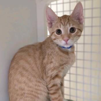 Montana -  Domestic Short Hair Cat for Adoption in Buffalo, New York - Montana | PetCurious