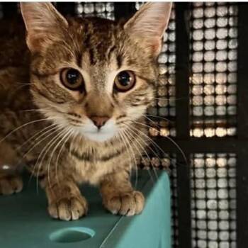 Domestic Short Hair Cats Available for Adoption in Buffalo, Minnesota - Penny *Meet Me At Eagan Petsmart* | PetCurious