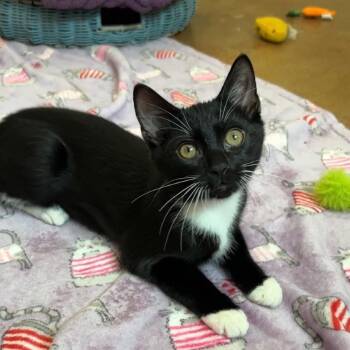 Moonpie -  Domestic Short Hair Cat for Adoption in Tuscaloosa, Alabama - Moonpie | PetCurious