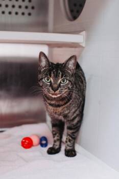 Domestic Short Hair Cats Available for Adoption - 90310A Marley-Pounce Cat Cafe | PetCurious