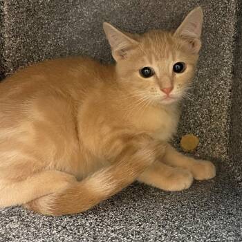 Professor Plum -  Domestic Short Hair Cat for Adoption in Norman, Oklahoma - Professor Plum | PetCurious