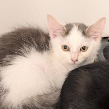 Bilbo -  Domestic Medium Hair Cat for Adoption in Raleigh, North Carolina - Bilbo | PetCurious