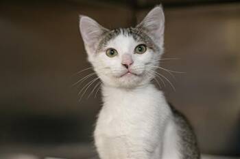 CABBY -  Domestic Short Hair Cat for Adoption in Charlotte, North Carolina - CABBY | PetCurious