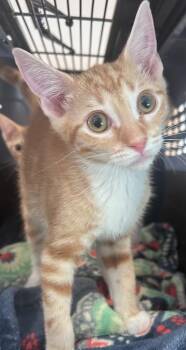 Loco -  Domestic Short Hair Cat for Adoption in Cumming, Georgia - Loco | PetCurious