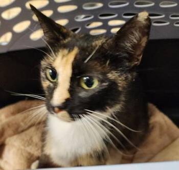Luna $25 fostered -  Domestic Short Hair Cat for Adoption in Seneca, South Carolina - Luna $25 Fostered | PetCurious