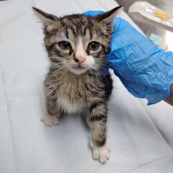 Crunch -  Domestic Medium Hair Cat for Adoption in Summerville, South Carolina - Crunch | PetCurious