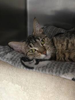 Domestic Short Hair Cats Available for Adoption in Vancouver, Washington - Abigail | PetCurious