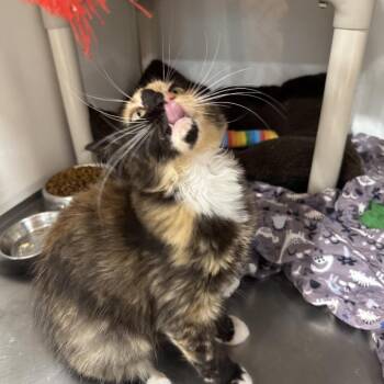 Brooklyn Supreme -  Domestic Medium Hair Cat for Adoption in Puslinch, Ontario - Brooklyn Supreme | PetCurious