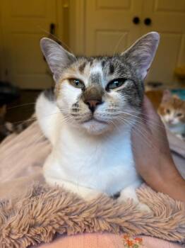 Raya -  Domestic Short Hair Cat for Adoption in Arthur, Ontario - Raya | PetCurious