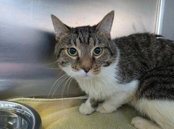 Domestic Medium Hair Cats Available for Adoption in Metamora, Illinois - Chad-Q | PetCurious
